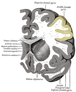 Gray743 middle frontal gyrus.png