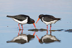 A pair of Pied Oystercatchers foraging in shallow water