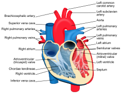 Heart diagram-en.svg