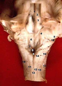 Human caudal brainstem posterior view description.JPG