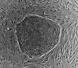 Human embryonic stem cell colony phase.jpg