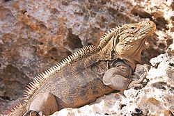 A large prehistoric-looking lizard with tan scales, black stripes, and a row of spines down its back basking on a rock faces right