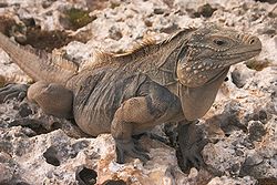 A large iguana with red eyes, black feet, and a yellowish tint to its spike covered head in the wild facing to the right.