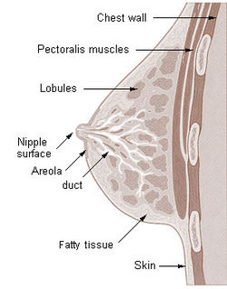 Illu breast anatomy.jpg