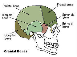 Illu cranial bones2.jpg