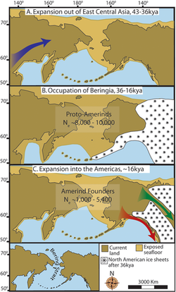 "Three maps of prehistoric America. (A)  then gradual population expansion of the Amerind ancestors from their East Central Asian gene pool (blue arrow). (B) Proto-Amerind occupation of Beringia with little to no population growth for ≈20,000 years. (C) Rapid colonization of the New World by a founder group migrating southward through the ice-free, inland corridor between the eastern Laurentide and western Cordilleran Ice Sheets (green arrow) and/or along the Pacific coast (red arrow). In (B), the exposed seafloor is shown at its greatest extent during the last glacial maximum at ≈20–18 kya [25]. In (A) and (C), the exposed seafloor is depicted at ≈40 kya and ≈16 kya, when prehistoric sea levels were comparable.  A scaled-down version of Beringia today (60% reduction of A–C) is presented in the lower left corner. This smaller map highlights the Bering Strait that has geographically separated the New World from Asia since ≈11–10 kya."