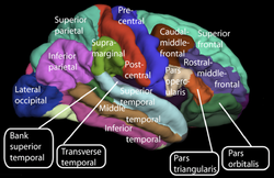 Lateral surface of cerebral cortex - gyri.png