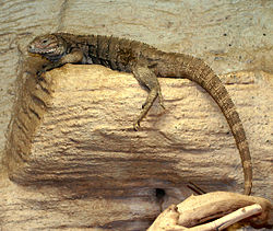 A juvenile brownish colored Cuban iguana basking in an enclosure in a zoo, facing left with its long tail hanging below the basking log.