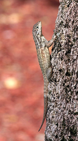 Northern Curly-tailed Lizard