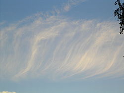 Cirrus fibratus clouds pictured against the sky