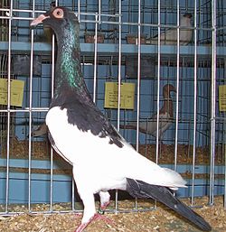 Magpie pigeon.jpg