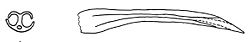 Marmorana serpentina dart.jpg