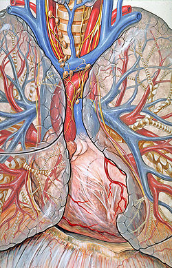 Mediastinum anatomy.jpg