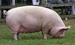 A Middle White sow at a pig show