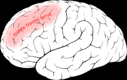 Middle frontal gyrus.png