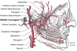 Middle meningeal artery.png