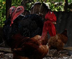 Naked Neck rooster and Turkeys.jpg