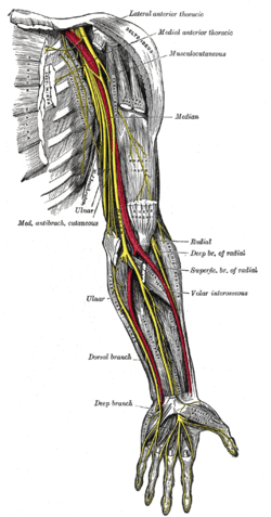 Nerves of the left upper extremity.gif
