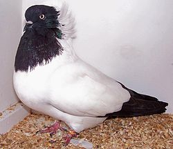 Nun pigeon.jpg