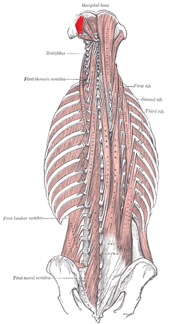 Obliquus capitis superior muscle.png