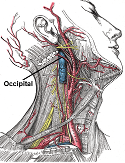 Occipital artery.PNG