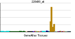 PBB GE DMRT1 220493 at tn.png