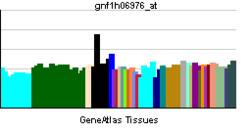 PBB GE DPP10 gnf1h06976 at tn.png