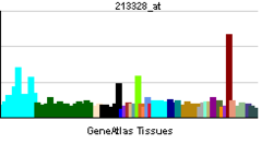 PBB GE NEK1 213328 at tn.png