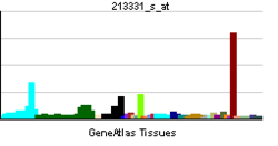 PBB GE NEK1 213331 s at tn.png