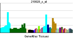 PBB GE ORC3L 210028 s at tn.png