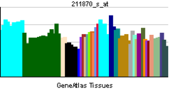 PBB GE PCDHA3 211870 s at tn.png