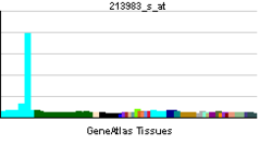 PBB GE SCC-112 213983 s at tn.png