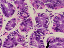 Parietal cells.jpg