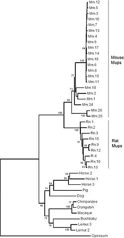 A phylogenetic tree of major urinary protein genes in mammals showing 21 mouse genes, 9 rat genes, 3 horse genes, 2 lemur genes and one gene each from pig, dog, orangutan, macaque, bushbaby and opossum