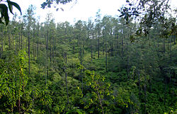 Thick stands of trees