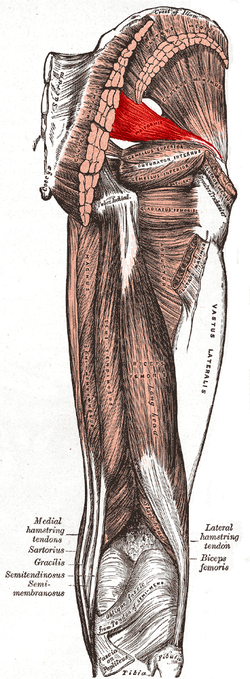 Piriformis muscle.PNG