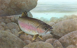 Drawing of fish with open mouth, bent body and stones in background