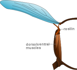 Resilin in insect wing crossection.svg