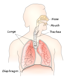 Respiratory system.svg