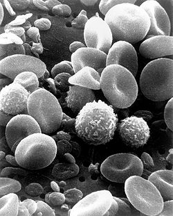 SEM blood cells.jpg