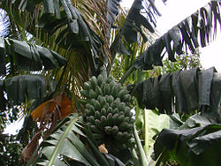 Saba banana tree.jpg