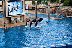 Three dolphins jumping at a trainer's command in an artificial pool, while being shown on a big screen television.