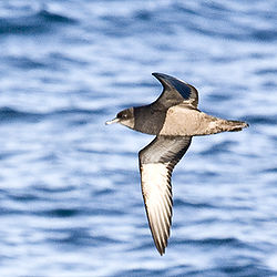 Short-tailed Shearwater in flight