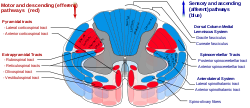Spinal cord tracts - English.svg
