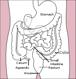 Stomach colon rectum diagram.svg