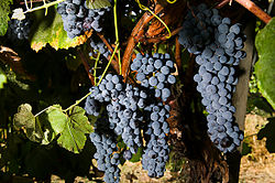 Thomcord grape - USDA photo 01.jpg