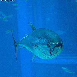 Photo of bluefin
