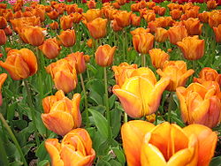 Tulips at Keukenhof