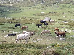 Vacas en Peñalara.JPG