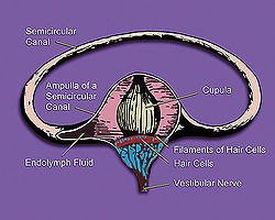Vestibular system's semicircular canal- a cross-section.jpg